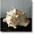 conch shell