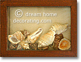 seashells in a shadowbox, France