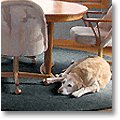 chair, table and snoozing dog on blue carpet