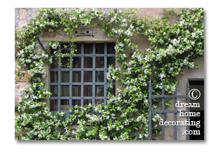 trachelospermum jasminoides on a wall in Tuscany